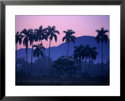 Palm Trees At Yumuri Valley At Sunset, Matanzas, Cuba by Rick Gerharter Pricing Limited Edition Print image