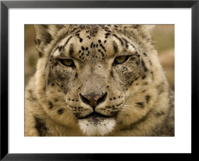 Closeup Of A Captive Snow Leopard, Massachusetts by Tim Laman Pricing Limited Edition Print image