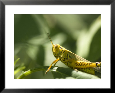 Grasshopper Sits On A Leaf In Lincoln, Nebraska by Joel Sartore Pricing Limited Edition Print image