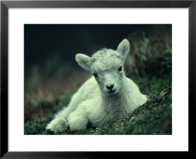 Dall Sheep Lamb Resting, Alaska by Michael S. Quinton Pricing Limited Edition Print image