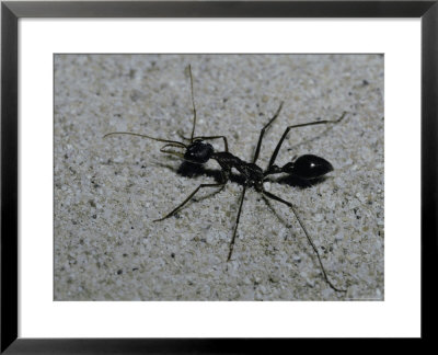 Huge Bull Dog Ant Marches Across A White Sand Dune Hunting Prey, Australia by Jason Edwards Pricing Limited Edition Print image