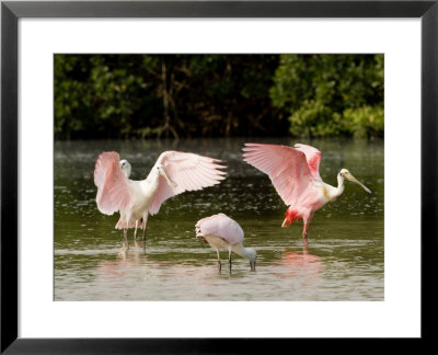 Juvenile And Adult Spoonbills Feeding, Preening, Tampa Bay, Florida by Tim Laman Pricing Limited Edition Print image