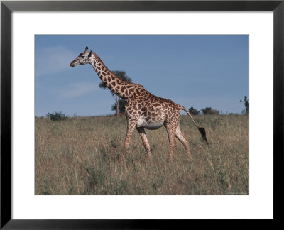 Masai Giraffe Strolling The Grasslands Of Kenya by Ira Block Pricing Limited Edition Print image