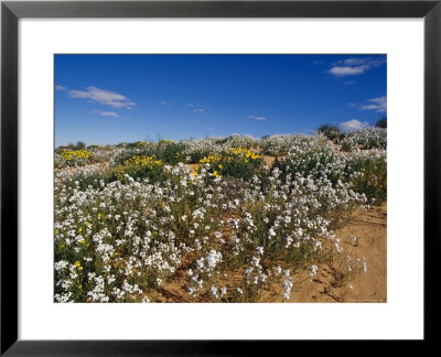 Riot Of Wild Stock Flowers And Annual Yellowtops On A Sand Dune, Australia by Jason Edwards Pricing Limited Edition Print image