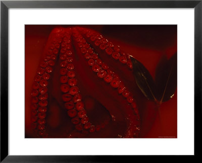 Pickled Octopus, Tsukiji Fish Market, Japan by James L. Stanfield Pricing Limited Edition Print image