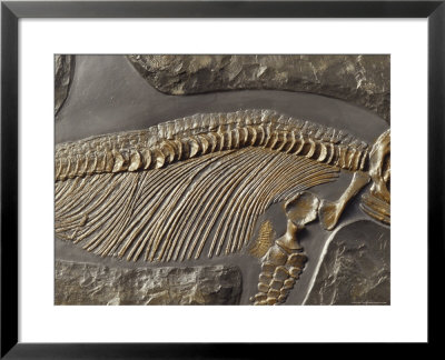 The Ribs And Spine Of Ichthyosaur Fossil Stenopterygius Quadriscissus, Australia by Jason Edwards Pricing Limited Edition Print image