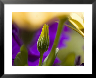 Yellow Osteospermum Bud In Front Of Purple Petunias, Groton, Connecticut by Todd Gipstein Pricing Limited Edition Print image