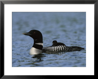 Common Loon, With Baby, Kenai Peninsula, Alaska by Roy Toft Pricing Limited Edition Print image