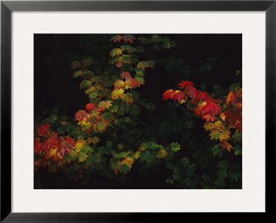 Maple Leaves In Autumn Colors by Melissa Farlow Pricing Limited Edition Print image