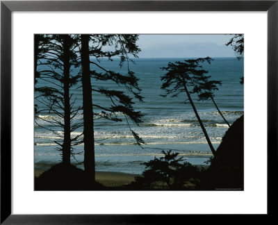 View Through Silhouetted Evergreen Trees At Gentle Pacific Surf by Melissa Farlow Pricing Limited Edition Print image