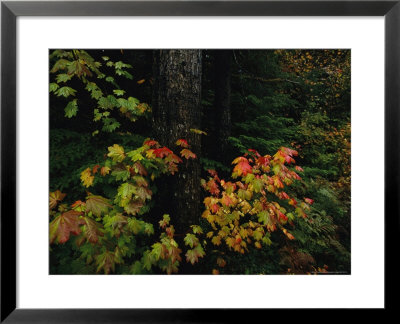 Vine Maple Leaves Displaying Bright Autumn Colors by Melissa Farlow Pricing Limited Edition Print image