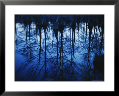 Twilight View Of Bald Cypress Trees Reflected On Water by Raymond Gehman Pricing Limited Edition Print image