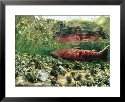 Chinook Or King Salmon In A Clear Alaska Stream by Michael S. Quinton Pricing Limited Edition Print image