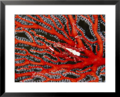 Majid Crab Hiding On A Gorgonian Coral by Tim Laman Pricing Limited Edition Print image