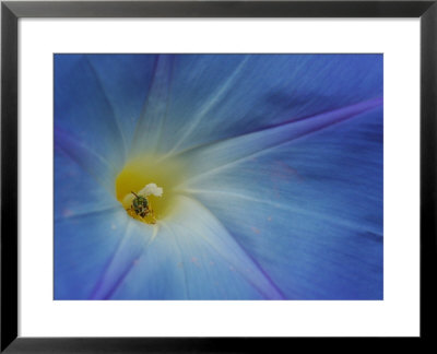 Close-Up Of Morning Glory Flower With Small Bee, Arlington, Massachusetts, Usa by Darlyne A. Murawski Pricing Limited Edition Print image