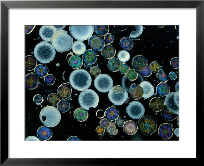 Microscopic View Of Diatoms by Darlyne A. Murawski Pricing Limited Edition Print image