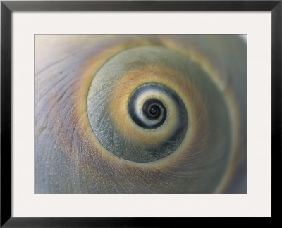 A Close View Of A Moon Snail Shell, Lunatia Heros by Darlyne A. Murawski Pricing Limited Edition Print image