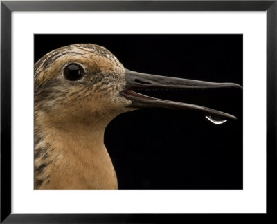 Close View Of A Red Knot Sandpiper by Joel Sartore Pricing Limited Edition Print image