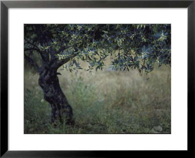 Flowering Olive Tree Growing In A Field by Paul Schutzer Pricing Limited Edition Print image