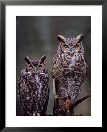 These Great Horned Owls, Washington, Usa by Charles Sleicher Pricing Limited Edition Print image