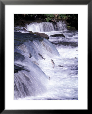 Salmon Leap Over Brooks Falls At Katmai National Park, Alaska, Usa by Gavriel Jecan Pricing Limited Edition Print image