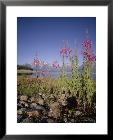 Wild Flowers, Jackson Lake, Grand Teton National Park, Wyoming, Usa by Geoff Renner Pricing Limited Edition Print image