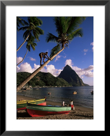 A Local Man Climibing A Coconut Tree, With The Pitons In The Background, Windward Islands by Yadid Levy Pricing Limited Edition Print image