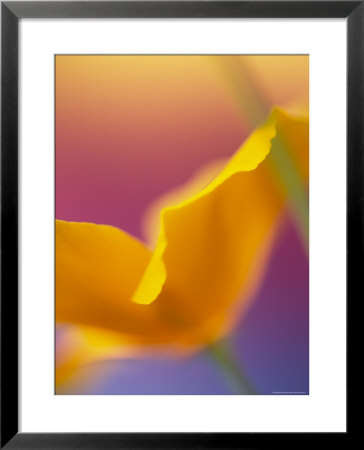 Abstract Close-Up Of Poppy Flower by Steve Satushek Pricing Limited Edition Print image