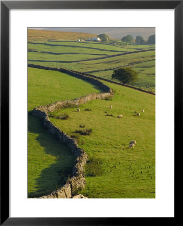 Stonewalls And Sheep, Near Ribblehead, Yorkshire, England, Uk, Europe by Upperhall Ltd Pricing Limited Edition Print image