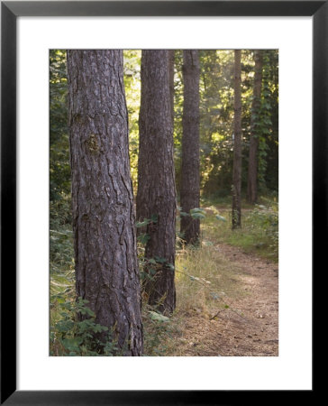 Woodland Path Trough Scots Pine Trees, Pinus Sylvestris, Norfolk, England by Amanda Hall Pricing Limited Edition Print image