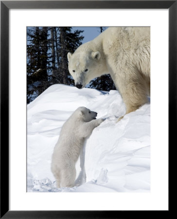 Polar Bear With A Cub, (Ursus Maritimus), Churchill, Manitoba, Canada by Thorsten Milse Pricing Limited Edition Print image