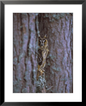 Long Eared Owl (Asio Otus) In Winter, Scotland, Uk, Europe by David Tipling Pricing Limited Edition Print image