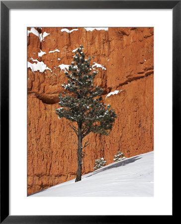 Pine Tree In Front Of Red-Rock Face With Snow On The Ground, Dixie National Forest, North America by James Hager Pricing Limited Edition Print image