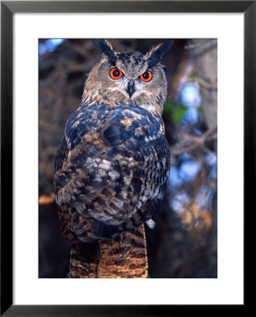 Forest Eagle Owl, Native To Eurasia by David Northcott Pricing Limited Edition Print image
