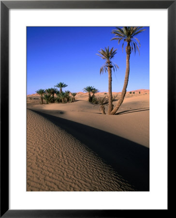 Palm Trees In The Desert Dunes, Erg Chebbi Desert, Morocco by John Elk Iii Pricing Limited Edition Print image