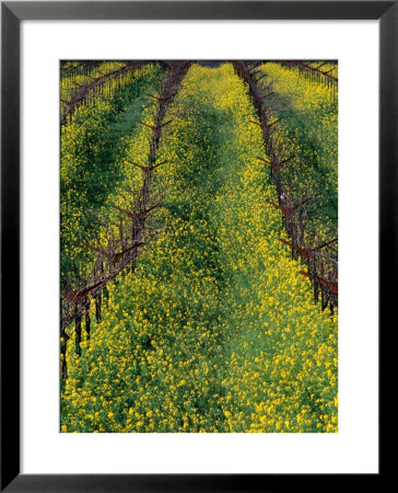 Vineyard In Spring In Carneros Area, Napa Valley, California, Usa by Roberto Gerometta Pricing Limited Edition Print image