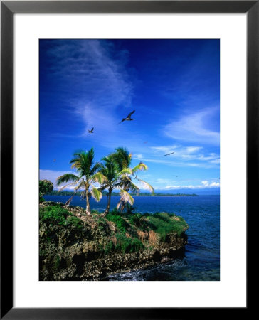 Birds Flying Over Palm Trees At Swan Key, Bocas Del Toro Islands, Panama by Alfredo Maiquez Pricing Limited Edition Print image