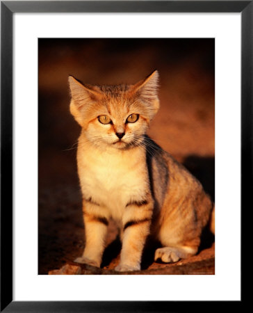Sand Cat At The Breeding Centre For Endangered Arabian Wildlife by Mark Daffey Pricing Limited Edition Print image