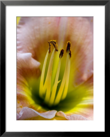 Close View Of Stamen Of A Daylily, Groton, Connecticut by Todd Gipstein Pricing Limited Edition Print image