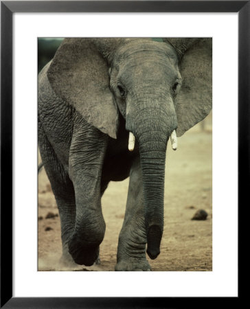 Closeup Of A Juvenile African Elephant by Kenneth Garrett Pricing Limited Edition Print image