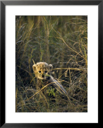 Cheetah Cub Less Than 3 Months Old Hides In The Tall Savannah Grass by Jason Edwards Pricing Limited Edition Print image