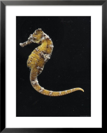 Captive Indo Pacific Seahorse, Baltimore, Maryland by George Grall Pricing Limited Edition Print image