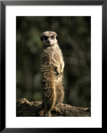 Meerkat Leaning On Tail On Mound, Alert Sentry Duty For Predators, Australia by Jason Edwards Pricing Limited Edition Print image