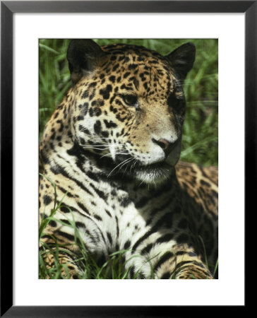Immense Head Of A Jaguar And It's Fur Covered In Rosettes, Melbourne Zoo, Victoria, Australia by Jason Edwards Pricing Limited Edition Print image