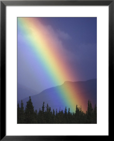 Rainbow Arching Through Clearing Skies Over Evergreen Forest, Alaska by Paul Nicklen Pricing Limited Edition Print image