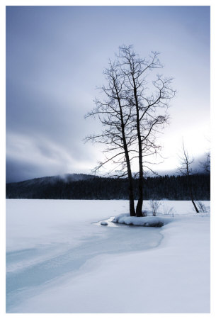 Lake Of Woods Tree Ii by Shane Settle Pricing Limited Edition Print image