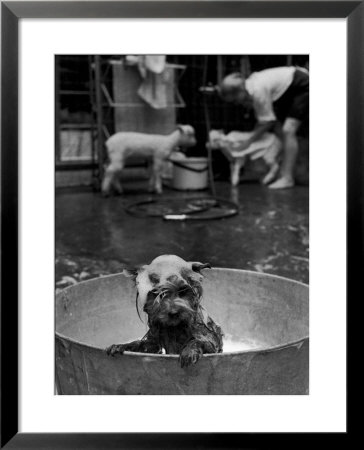 Dog Being Bathed In Back Yard by Robert W. Kelley Pricing Limited Edition Print image