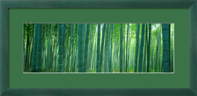 Bamboo Forest, Sagano, Kyoto, Japan by Panoramic Images Pricing Limited Edition Print image