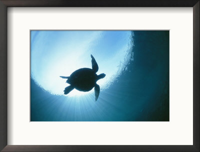 A Silhouetted View Of An Endangered Loggerhead Sea Turtle by Nick Caloyianis Pricing Limited Edition Print image
