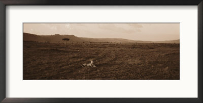 Cheetah Resting On The Plains Of Masai Mara National Reserve by Bobby Model Pricing Limited Edition Print image